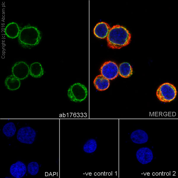 Immunocytochemistry/ Immunofluorescence - Anti-KDEL antibody [EPR12668] (AB176333)