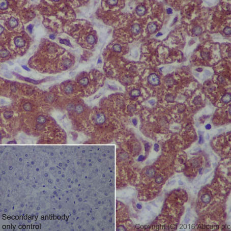 Immunohistochemistry (Formalin/PFA-fixed paraffin-embedded sections) - Anti-KDEL antibody [EPR12668] (AB176333)