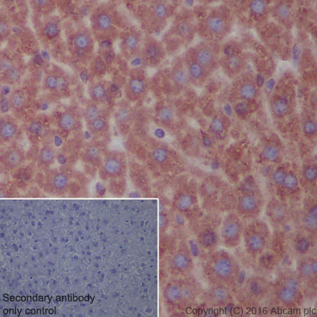 Immunohistochemistry (Formalin/PFA-fixed paraffin-embedded sections) - Anti-KDEL antibody [EPR12668] (AB176333)