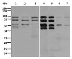 Western blot - Anti-KDEL antibody [EPR12668] (AB176333)