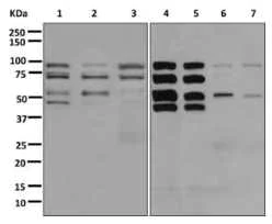 Western blot - Anti-KDEL antibody [EPR12668] (AB176333)