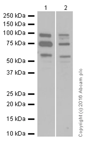 Western blot - Anti-KDEL antibody [EPR12668] (AB176333)