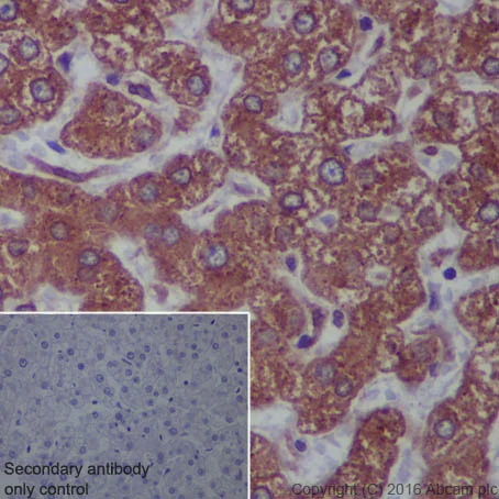 Immunohistochemistry (Formalin/PFA-fixed paraffin-embedded sections) - Anti-KDEL antibody [EPR12668] - BSA and Azide free (AB240190)