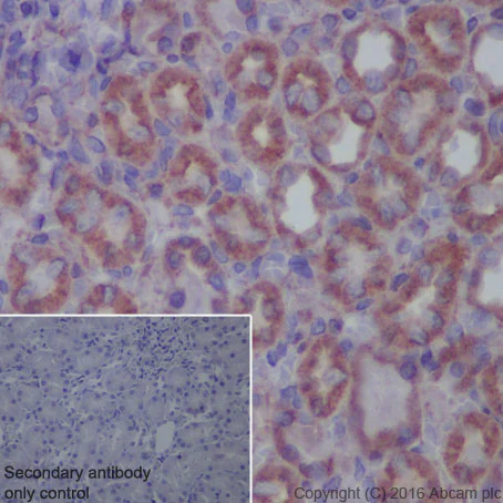 Immunohistochemistry (Formalin/PFA-fixed paraffin-embedded sections) - Anti-KDEL antibody [EPR12668] - BSA and Azide free (AB240190)
