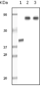 Western blot - Anti-KDM1/LSD1 antibody [1B2E5 + 1B2F2] (AB31954)