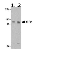 Western blot - Anti-KDM1/LSD1 antibody (AB62582)
