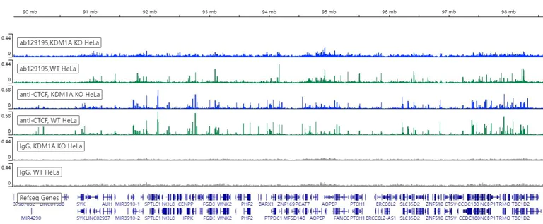 ChIC/CUT&RUN sequencing - Anti-KDM1/LSD1 antibody [EPR6825] - BSA and Azide free (AB224270)