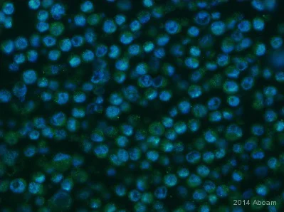 Immunocytochemistry/ Immunofluorescence - Anti-KDM1/LSD1 antibody [EPR6825] - BSA and Azide free (AB224270)