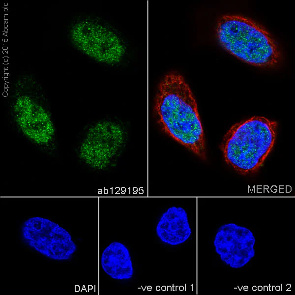 Immunocytochemistry/ Immunofluorescence - Anti-KDM1/LSD1 antibody [EPR6825] - BSA and Azide free (AB224270)