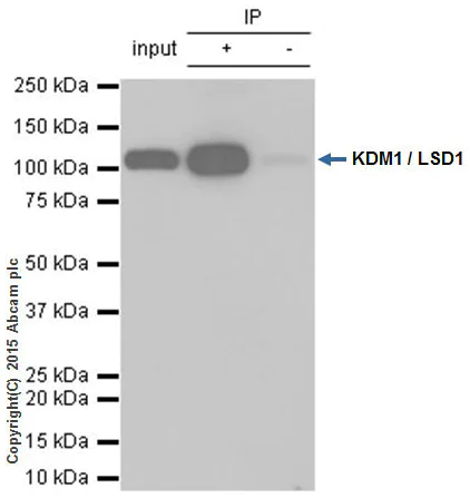 Immunoprecipitation - Anti-KDM1/LSD1 antibody [EPR6825] - BSA and Azide free (AB224270)