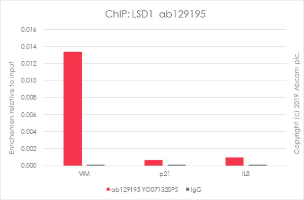 ChIP - Anti-KDM1/LSD1 antibody [EPR6825] - Nuclear Marker and ChIP Grade (AB129195)
