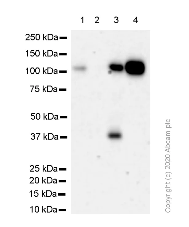 Western blot - Anti-KDM1/LSD1 antibody [EPR6825] - Nuclear Marker and ChIP Grade (AB129195)