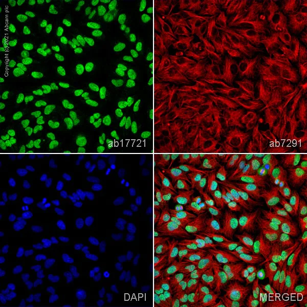 Immunocytochemistry/ Immunofluorescence - Anti-KDM1/LSD1 antibody - Nuclear Marker (AB17721)