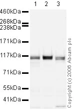 Western blot - Anti-KDM1/LSD1 antibody - Nuclear Marker (AB17721)
