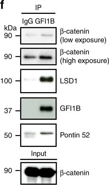 Western blot - Anti-KDM1/LSD1 antibody - Nuclear Marker (AB17721)