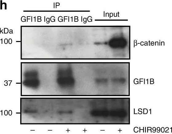 Western blot - Anti-KDM1/LSD1 antibody - Nuclear Marker (AB17721)