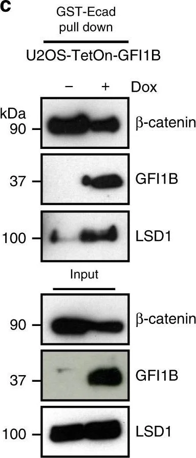Western blot - Anti-KDM1/LSD1 antibody - Nuclear Marker (AB17721)