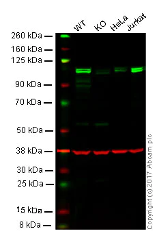 Western blot - Anti-KDM1/LSD1 antibody - Nuclear Marker (AB17721)