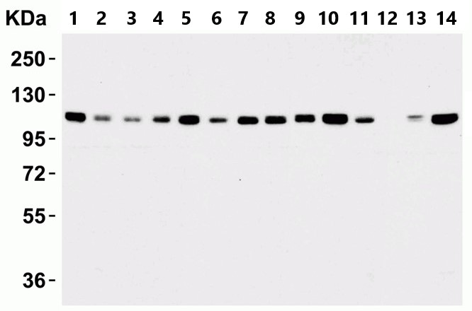 Western blot - Anti-KDM1/LSD1 antibody - Nuclear Marker (AB37165), expandable thumbnail