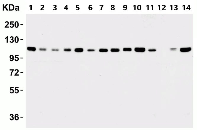 Western blot - Anti-KDM1/LSD1 antibody - Nuclear Marker (AB37165)