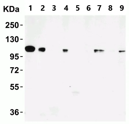 Western blot - Anti-KDM1/LSD1 antibody - Nuclear Marker (AB37165)