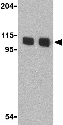 Western blot - Anti-KDM1/LSD1 antibody - Nuclear Marker (AB37165)