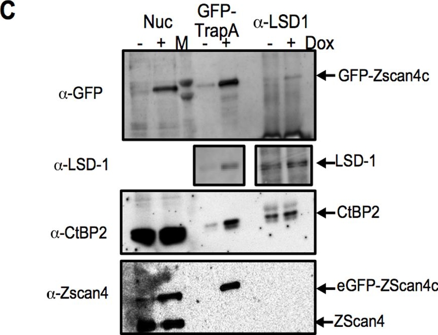 Western blot - Anti-KDM1/LSD1 antibody - Nuclear Marker (ab37165), expandable thumbnail
