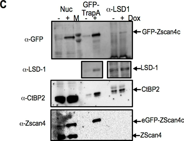 Western blot - Anti-KDM1/LSD1 antibody - Nuclear Marker (AB37165)