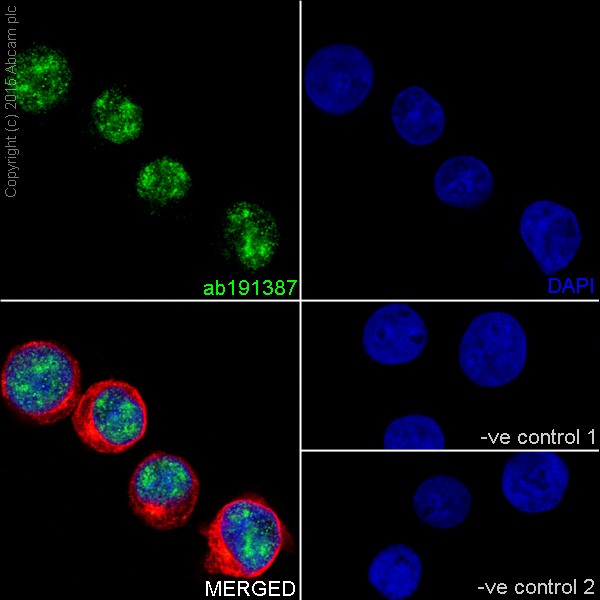 Immunocytochemistry/ Immunofluorescence - Anti-KDM2A antibody [EPR18602] (ab191387), expandable thumbnail