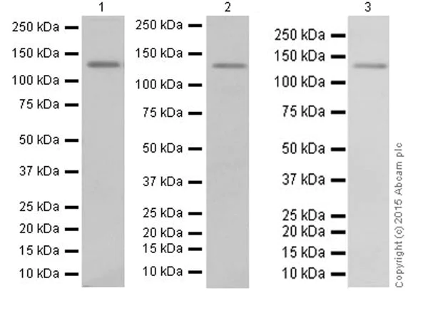 Western blot - Anti-KDM2A antibody [EPR18602] (AB191387)