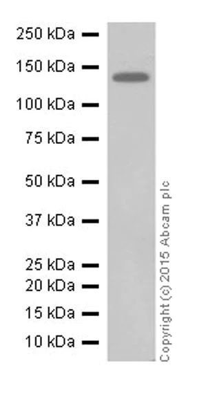 Western blot - Anti-KDM2A antibody [EPR18602] (AB191387)