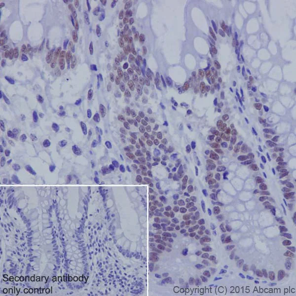 Immunohistochemistry (Formalin/PFA-fixed paraffin-embedded sections) - Anti-KDM2A antibody [EPR18602] - BSA and Azide free (AB238945)