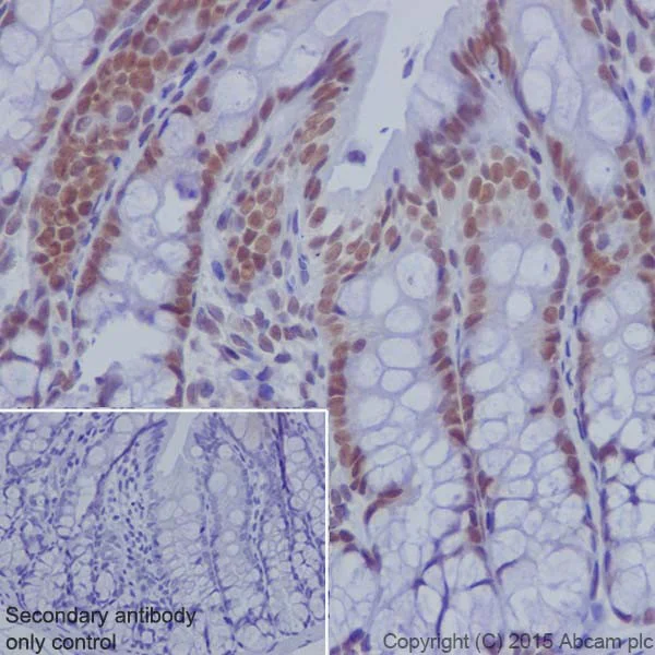 Immunohistochemistry (Formalin/PFA-fixed paraffin-embedded sections) - Anti-KDM2A antibody [EPR18602] - BSA and Azide free (AB238945)