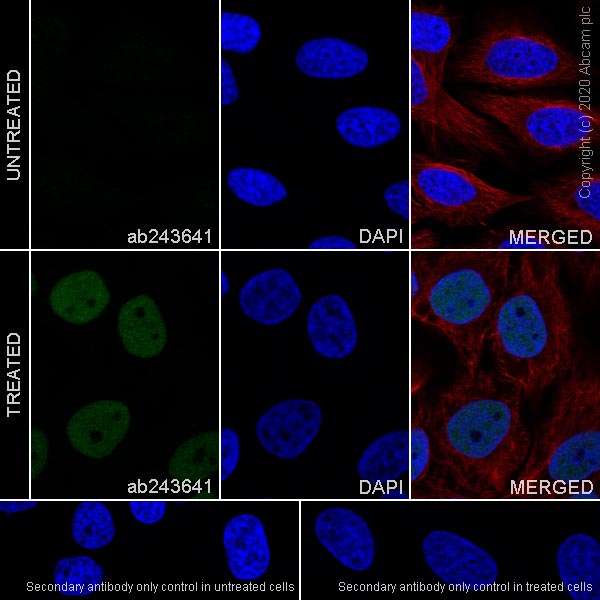 Immunocytochemistry/ Immunofluorescence - Anti-KDM3A / JHDM2A antibody [EPR18875-106] (AB243641), expandable thumbnail