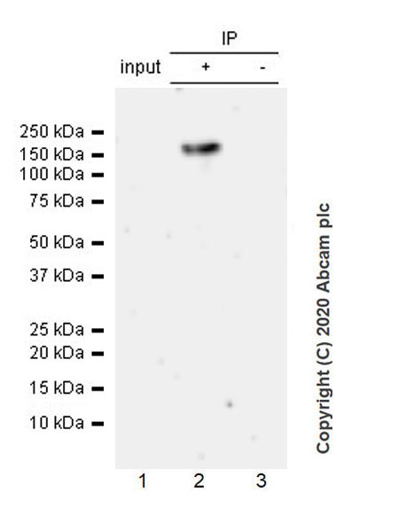 Immunoprecipitation - Anti-KDM3A / JHDM2A antibody [EPR18875-106] (AB243641), expandable thumbnail