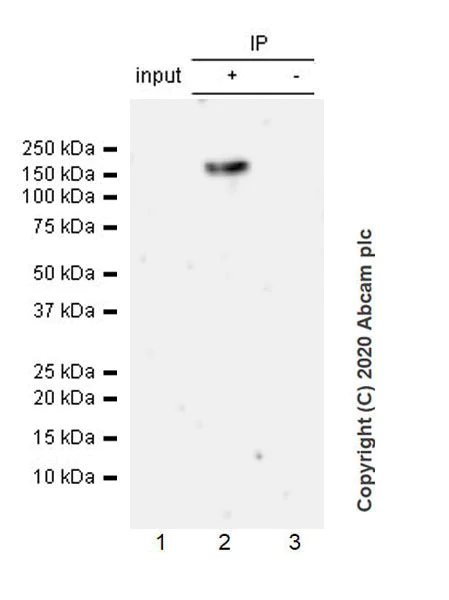 Immunoprecipitation - Anti-KDM3A / JHDM2A antibody [EPR18875-106] - BSA and Azide free (AB272695)