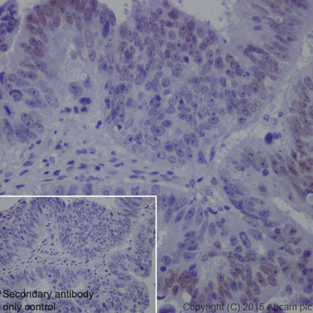 Immunohistochemistry (Formalin/PFA-fixed paraffin-embedded sections) - Anti-KDM3A / JHDM2A antibody [EPR18875] (AB191389)
