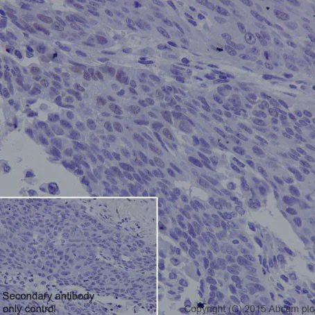 Immunohistochemistry (Formalin/PFA-fixed paraffin-embedded sections) - Anti-KDM3A / JHDM2A antibody [EPR18875] - BSA and Azide free (AB251059)