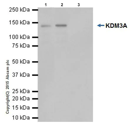 Immunoprecipitation - Anti-KDM3A / JHDM2A antibody [EPR18875] - BSA and Azide free (AB251059)