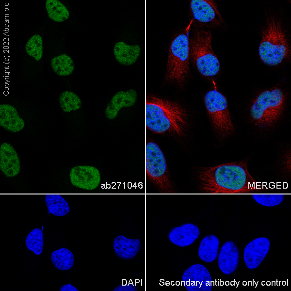 Immunocytochemistry/ Immunofluorescence - Anti-KDM3B / JMJD1B antibody [EPR24219-30] (AB271046), expandable thumbnail