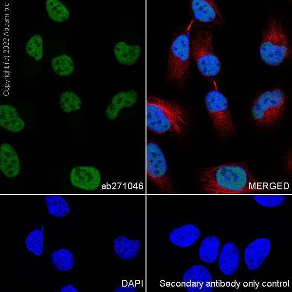 Immunocytochemistry/ Immunofluorescence - Anti-KDM3B / JMJD1B antibody [EPR24219-30] (AB271046)