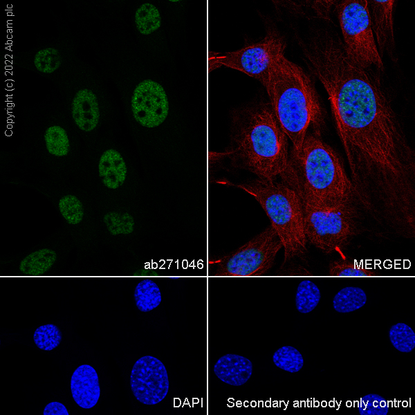 Immunocytochemistry/ Immunofluorescence - Anti-KDM3B / JMJD1B antibody [EPR24219-30] (AB271046), expandable thumbnail