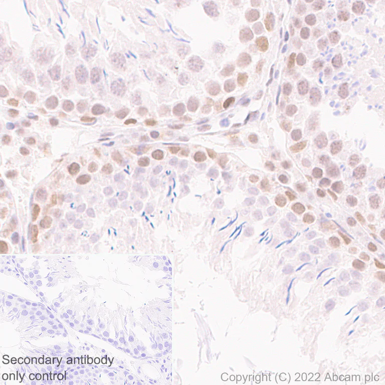 Immunohistochemistry (Formalin/PFA-fixed paraffin-embedded sections) - Anti-KDM3B / JMJD1B antibody [EPR24219-30] - BSA and Azide free (AB289868)