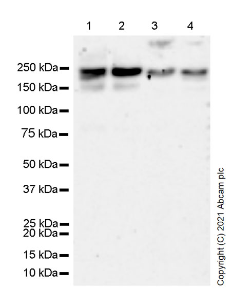 Western blot - Anti-KDM3B / JMJD1B antibody [EPR24219-30] - BSA and Azide free (AB289868)
