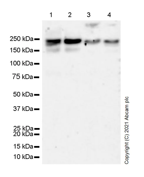 Western blot - Anti-KDM3B / JMJD1B antibody [EPR24219-30] - BSA and Azide free (AB289868)
