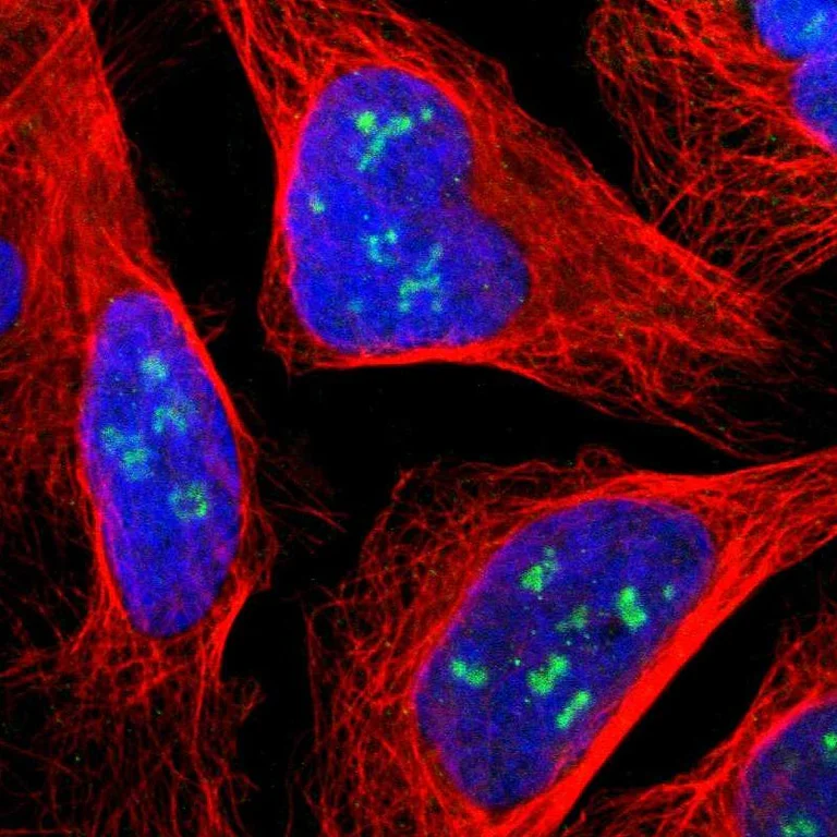 Immunocytochemistry/ Immunofluorescence - Anti-KDM4A Antibody (AB327187)