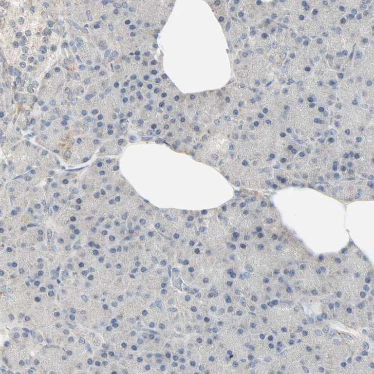 Immunohistochemistry (Formalin/PFA-fixed paraffin-embedded sections) - Anti-KDM4A Antibody (AB327187)