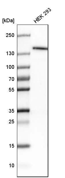 Western blot - Anti-KDM4A Antibody (AB327187)