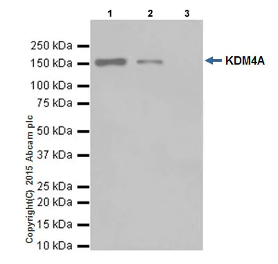 Immunoprecipitation - Anti-KDM4A / JHDM3A / JMJD2A antibody [EPR18466] (AB191433)