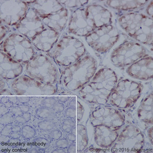 Immunohistochemistry (Formalin/PFA-fixed paraffin-embedded sections) - Anti-KDM4A / JHDM3A / JMJD2A antibody [EPR18466] - BSA and Azide free (AB251084)